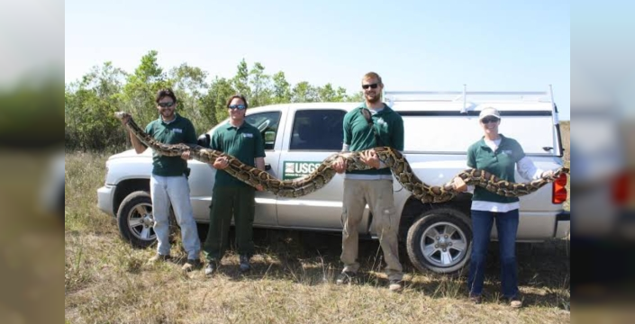 Florida'da piton dehşeti bitmiyor: Dev yılanları yakalayana para ödülü!