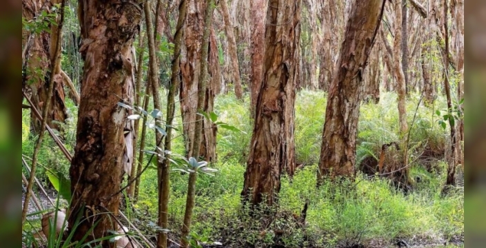 Florida'daki melaleuca ağaçları, çevre felaketine yol açıyor