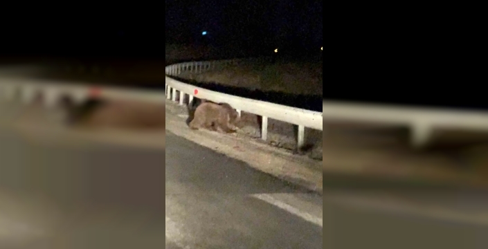 Gecenin sessizliğinde şaşırtan görüntü: İki yavru ayı yolda belirdi