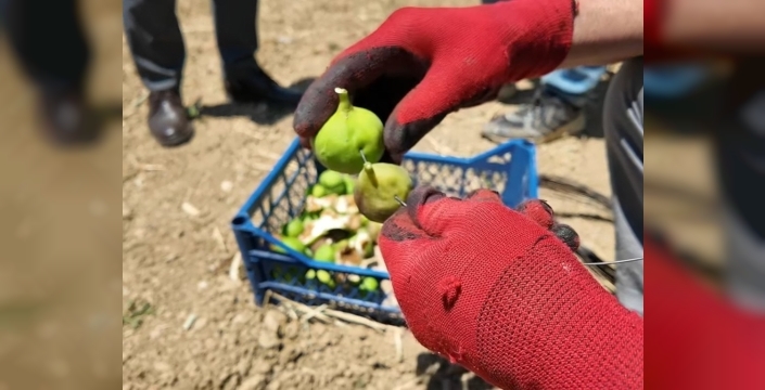 İncirde verimlilik sırrı tellere asılıyor: Tekirdağ'da yeni bir dönem başlıyor