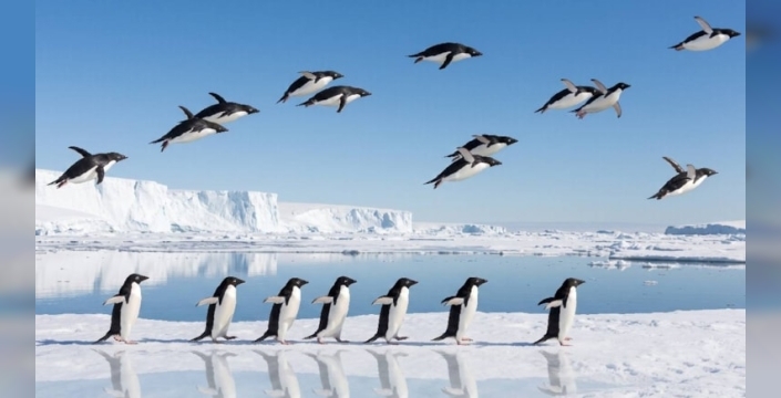 Kayıp bir dünyanın kapıları aralandı: Buz devri öncesi 'uçan penguenler' ve unutulmuş canlılar keşfedildi