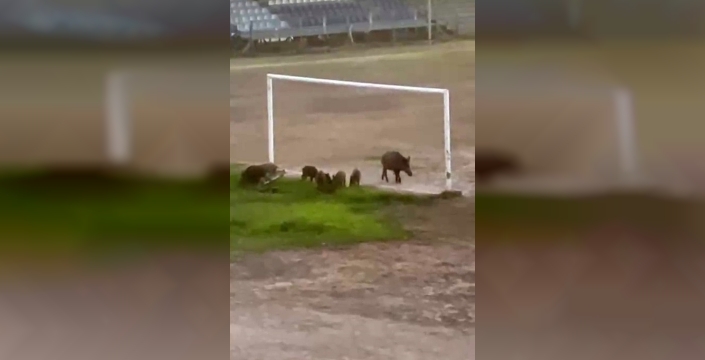 Milas'ta yaban domuzları futbol sahasında keyif yaptı