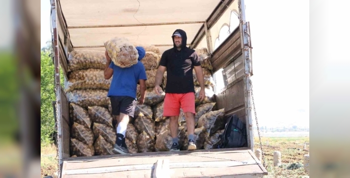 Patates hasadı, üreticilerin yüzünü güldürüyor