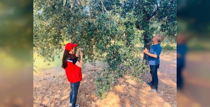 Salihli'de zeytin üreticilerine zararlı uyarısı: Zamanında ilaçlama şart