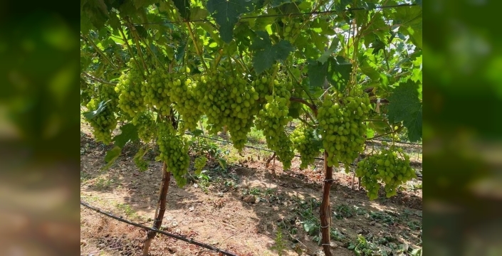 Sarıgöl'de erkenci üzüm hasat dönemi kapıda