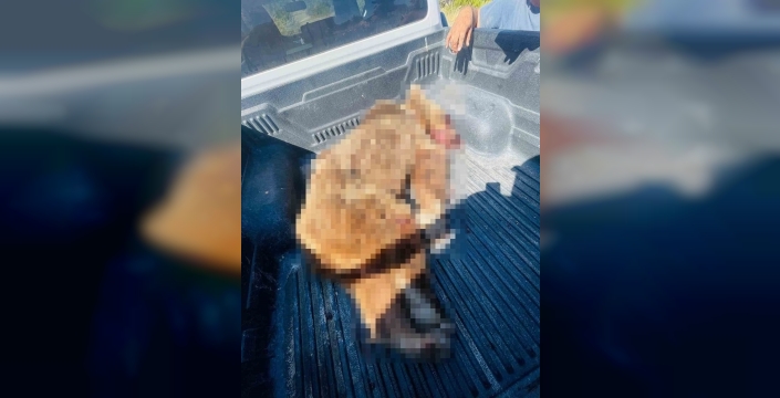 Seferihisar'da dehşet sona erdi: Vatandaşı katleden ayı avcıların tüfeğiyle vuruldu
