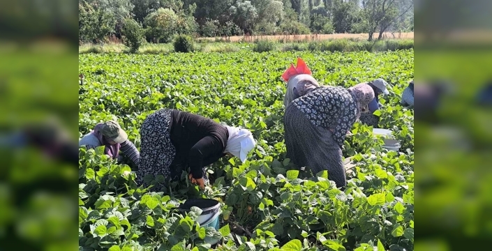 Şuhut’ta fasulye hasadı telaşı: Binlerce ton ürün sofralara yetişiyor