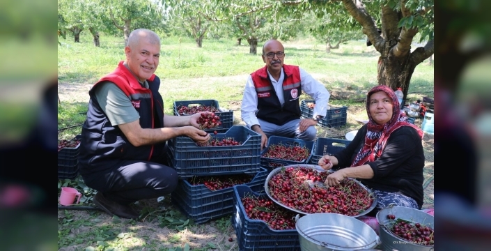 Uluborlu'nun Altın Taneleri: Kiraz Hasadı Başladı, İhracat Hedefi 20 Bin Ton