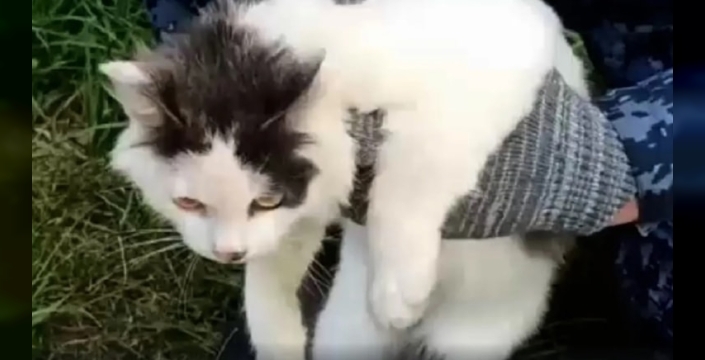 Uyuşturucu taşıyan kedi, cezaevine ulaşmadan yakalandı