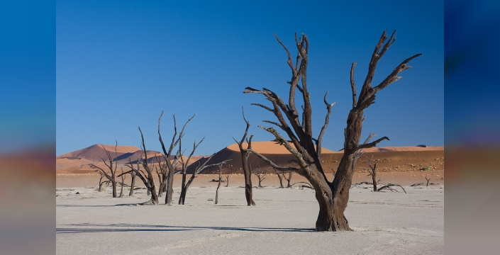 900 yıldır su görmeyen ağaçlar: Deadvlei'nin sırları