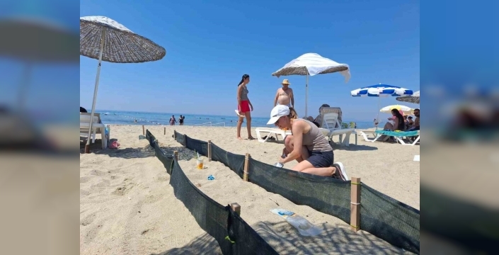 Aydın ve İzmir'de deniz kaplumbağası yavru çıkışları devam ediyor