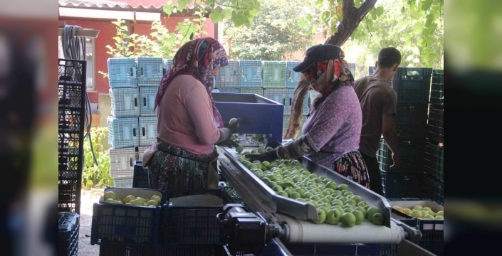 Bayramiç beyazı nektarininde 10 bin ton rekolte bekleniyor