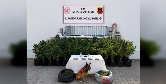 Bodrum'da evden 56 kök kenevir ve 10 kilo skunk ele geçirildi