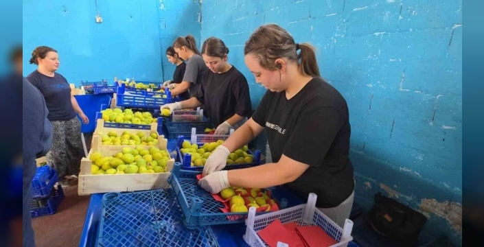 Buharkent incirinin sofralara yolculuğu başladı