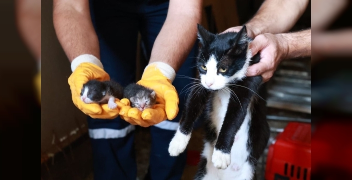 Bursa'da kaçak bina yıkımında anne kedi ve yavrularına kurtarıcı müdahale