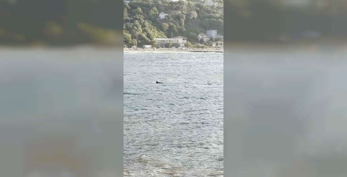 Bursa'da yunus, vatandaşlara görsel şölen sundu