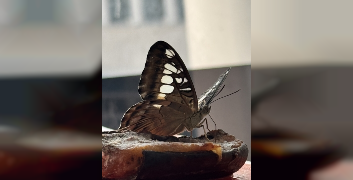 Butterfly World Antalya, bir ayda 100 bin ziyaretçi ağırladı