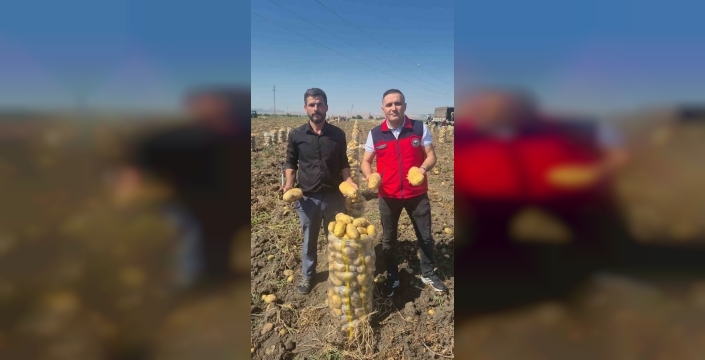 Çölovası'nda patates hasadı üreticinin yüzünü güldürüyor