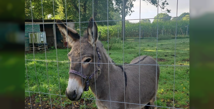 Cuxhaven'de eşek, araç içinde 3 kişiyi yaraladı