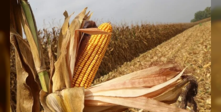 El Nino etkisi mısır fiyatlarını 3 yılın zirvesine taşıdı