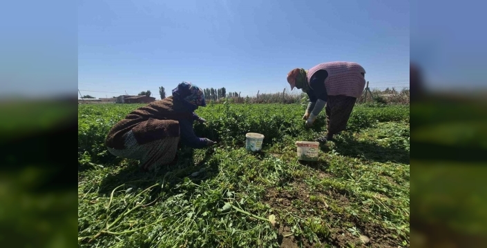 Emekçi kadınlar 40 derece sıcağa rağmen tarlada çalışıyor
