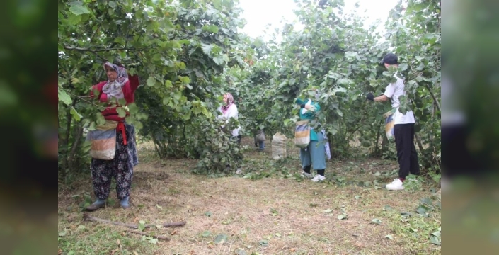Fındık hasadında sezon başladı: Üreticiler fiyatlardan şikayetçi