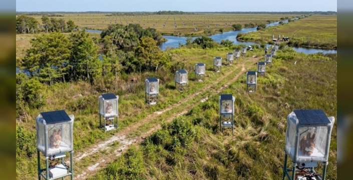 Florida'da Birmanya pitonlarını tespit etmek için robot tavşanlar kullanılıyor