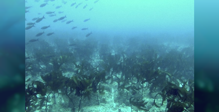 Galapagos'ta bilinmeyen bir yosun ormanı bulundu