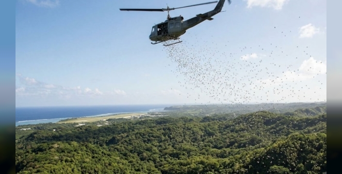 Guam Adası'nda yılanları yok etmek için 2000 ölü fare havadan bırakıldı
