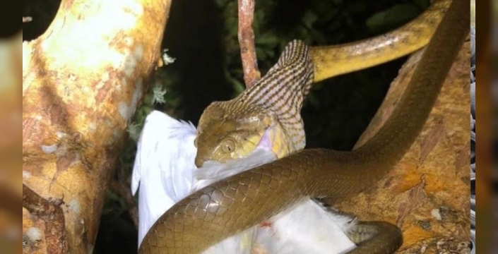 Guam'da yılan istilasının genetik sırrı çözüldü