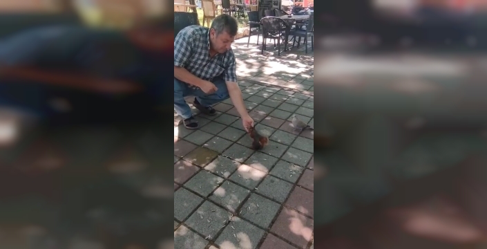 İnegöl'de bir vatandaş sincap ve kumruyu besledi