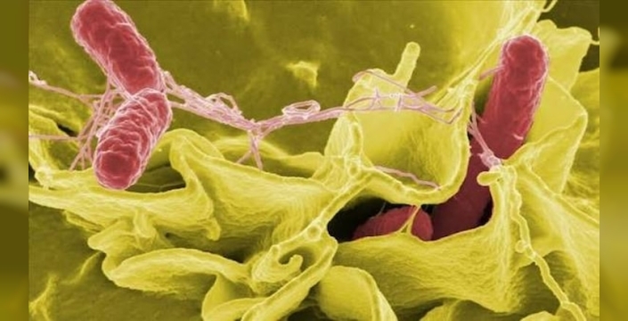 İngiltere'de salmonella salgını yayılıyor, 2 ölüm var