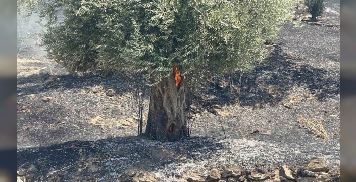 İzmir'in ciğerleri kurtuldu: Bayındır yangını kontrol altına alındı, soğutma çalışmaları sürüyor