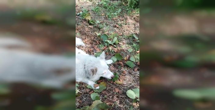 Köpek fındık kırmayı öğrendi