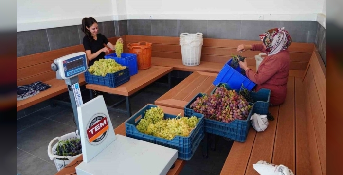 Manisa'da çilek tadında yeni üzüm çeşidi üretildi