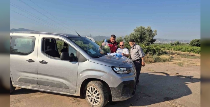 Manisa'da üzüm bağlarında hasat öncesi pestisit denetimi başladı