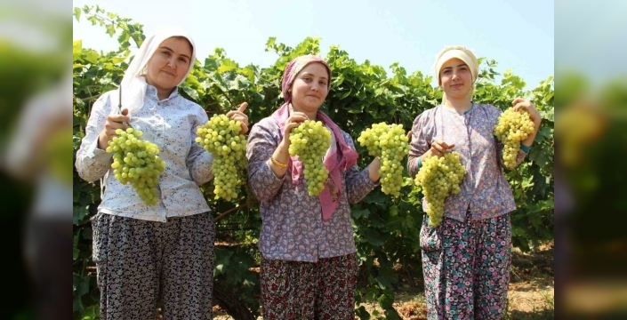 Manisa'nın meşhur çekirdeksiz üzümü için geri sayım başladı: Hasat tarihi netleşti