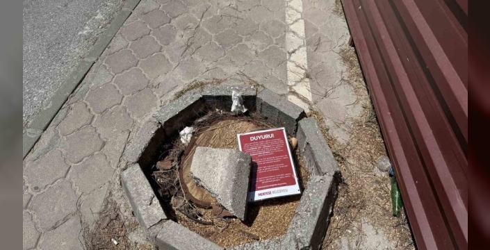 Menteşe'de riskli ağaçlar için kesim ve budama yapıldı