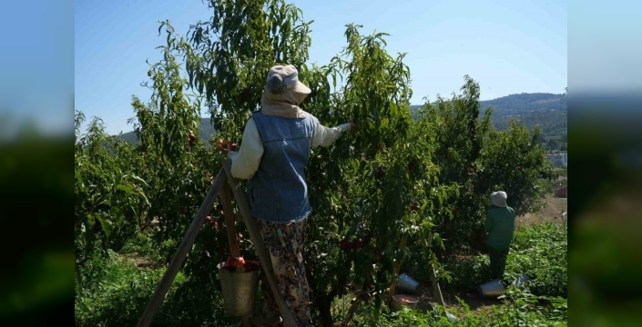 Meyve suyu fabrikaları, üreticiden aldığı nektarin fiyatını düşürdü