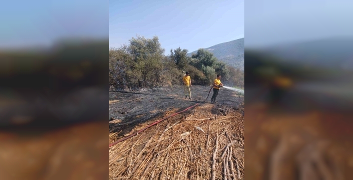 Milas'ta tarım arazisi yangını söndürüldü