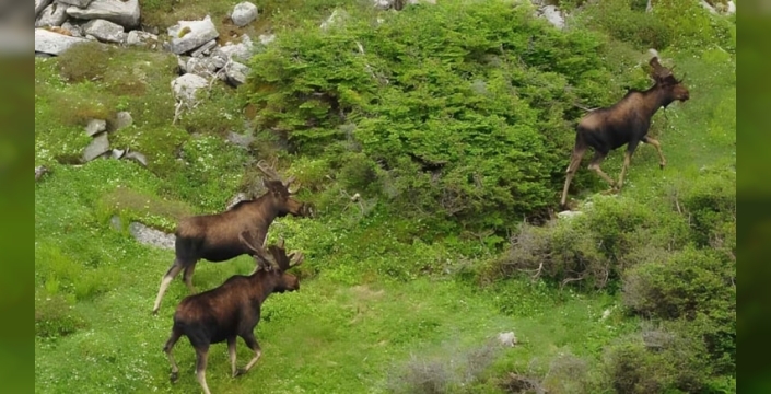 Muş popülasyonu artınca av kotası yükseltildi