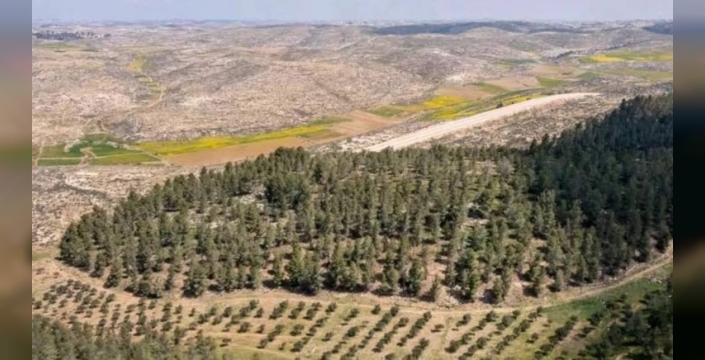 Negev Çölü'nde dikilen ağaçlar, beklenen faydayı sağlamadı