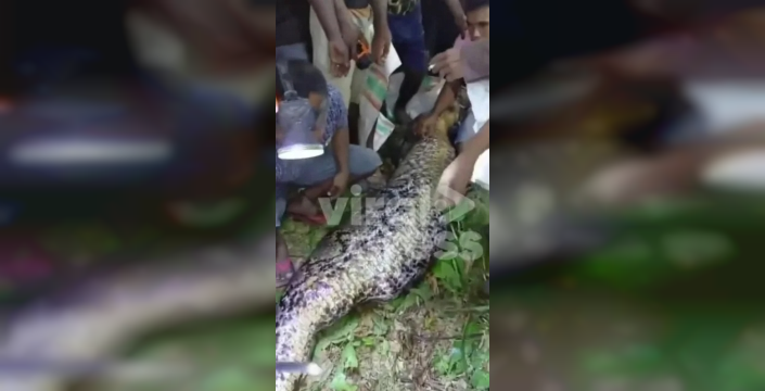 Ormanda dehşet: 7 metrelik piton, 35 yaşındaki adamı yuttu! Arama kurtarma ekipleri şoke eden manzarayla karşılaştı