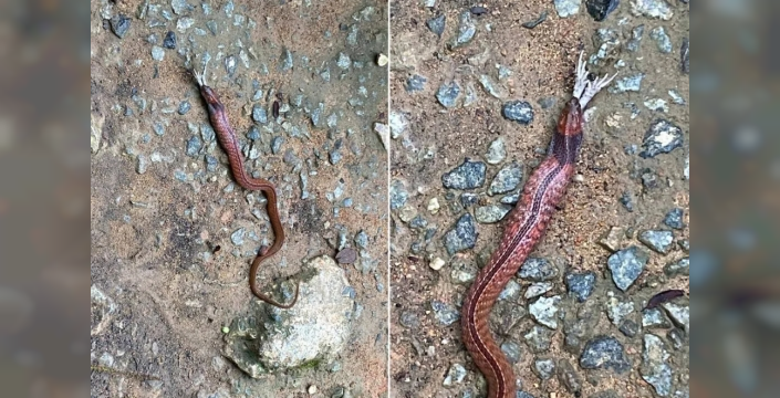Parkta görülen yılan paniğe yol açtı