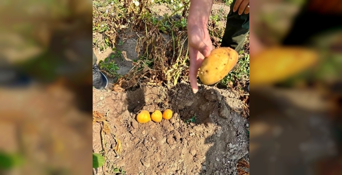 Patates üretimi için verim artırma çalışmaları sürüyor