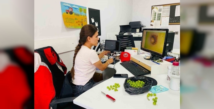 Salihli zeytin üreticilerine sinek uyarısı