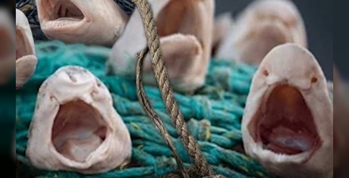 Sea Isle City kıyılarında 30 köpekbalığı ölü bulundu