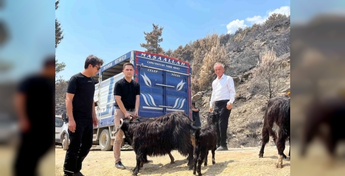 Seydikemer'de yangınzede çiftçilere 114 hayvan dağıtıldı