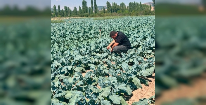 Sinanpaşa'da brokoli ekili alanlarda tarla kontrolleri yapıldı