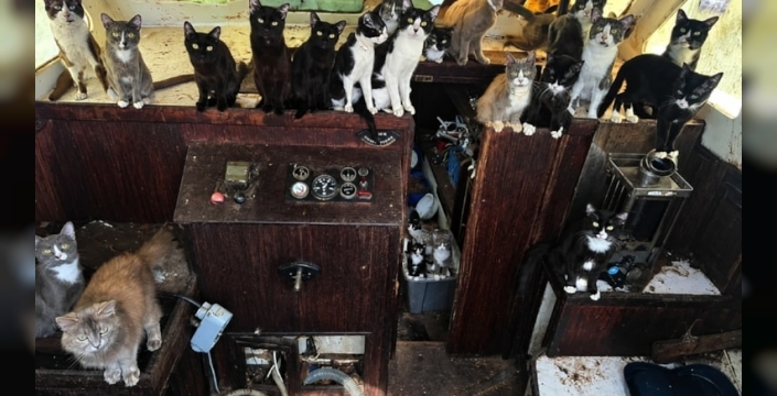 Terkedilmiş teknede 60 kedi bulundu